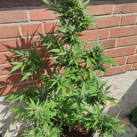 Auto Fat Blueberry  growlog timeline photo