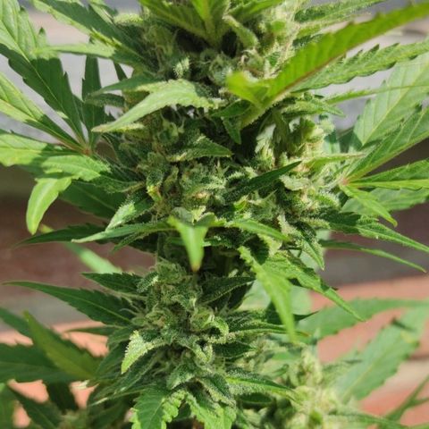 Auto Fat Blueberry  growlog timeline photo