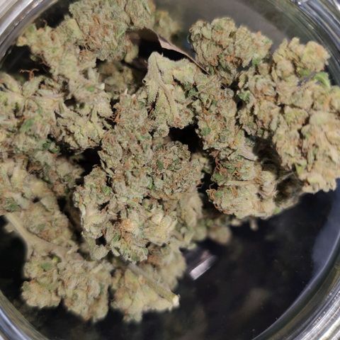 Easy Bud (Automatic) growlog timeline photo
