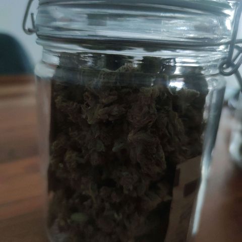 Black Orchid Auto growlog timeline photo