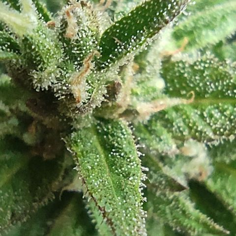 Auto Fat Blueberry  growlog photo: Trichome 60% Milchig/ 40% klar