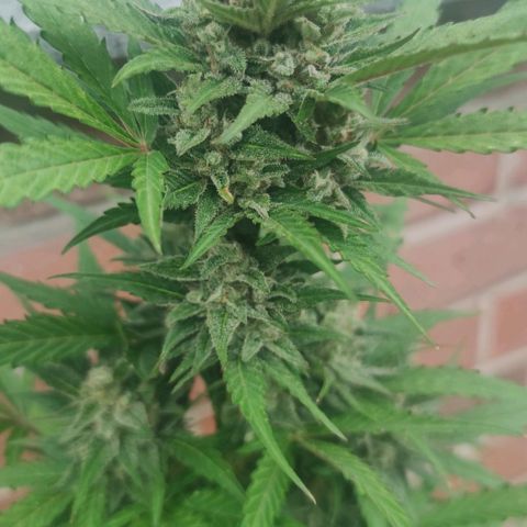 Auto Fat Blueberry  growlog photo: Trichome 60% Milchig/ 40% klar