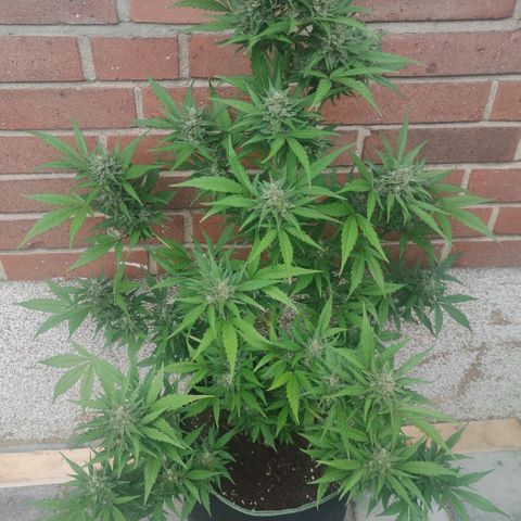 Auto Fat Blueberry  growlog photo: Trichome 60% Milchig/ 40% klar