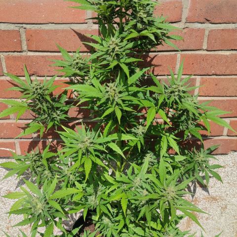 Auto Fat Blueberry  growlog timeline photo