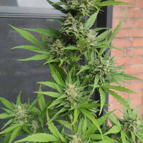 Auto Fat Blueberry  growlog timeline photo