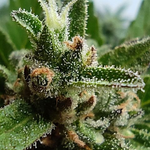 Auto Fat Blueberry  growlog timeline photo