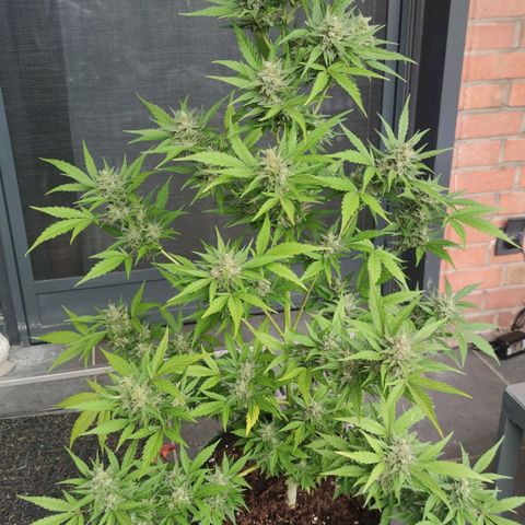 Auto Fat Blueberry  growlog timeline photo