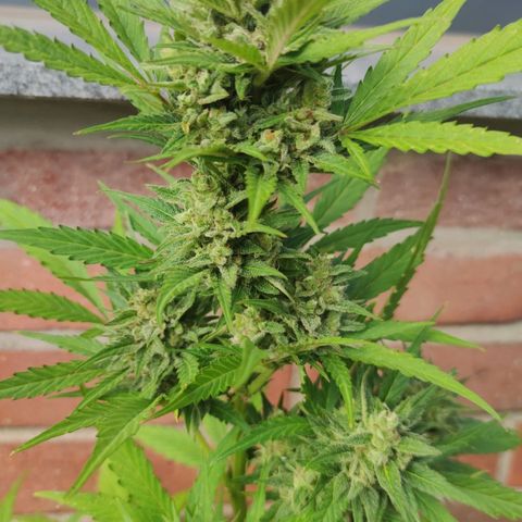 Auto Fat Blueberry  growlog timeline photo