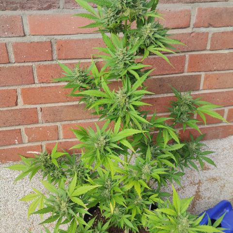 Auto Fat Blueberry  growlog timeline photo