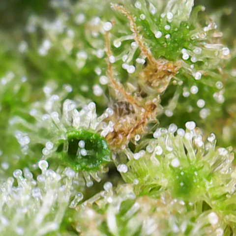 Auto Fat Blueberry  growlog timeline photo