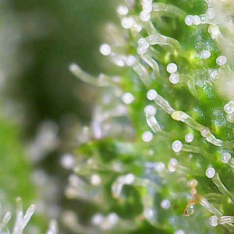 Auto Fat Blueberry  growlog timeline photo