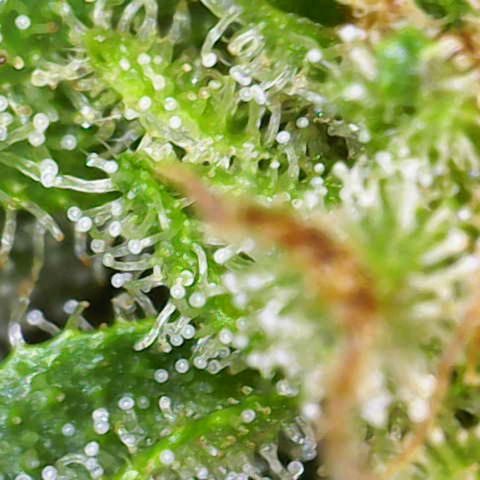 Auto Fat Blueberry  growlog timeline photo