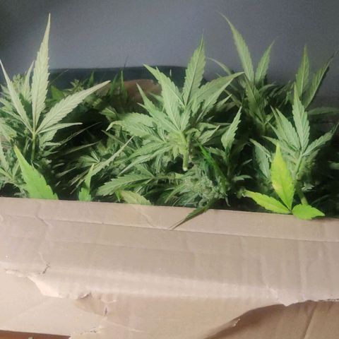 Auto Fat Blueberry  growlog timeline photo