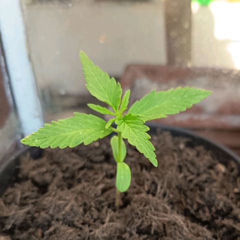 Auto Gorilla Zkittlez growlog timeline photo
