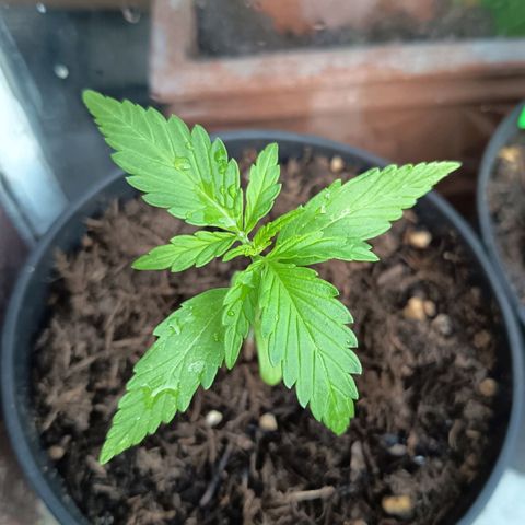 Auto Gorilla Zkittlez growlog timeline photo
