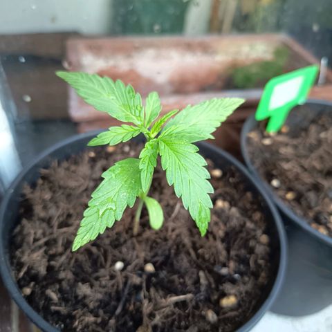 Auto Gorilla Zkittlez growlog timeline photo