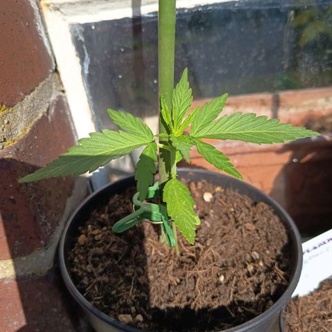 Auto Gorilla Zkittlez growlog timeline photo