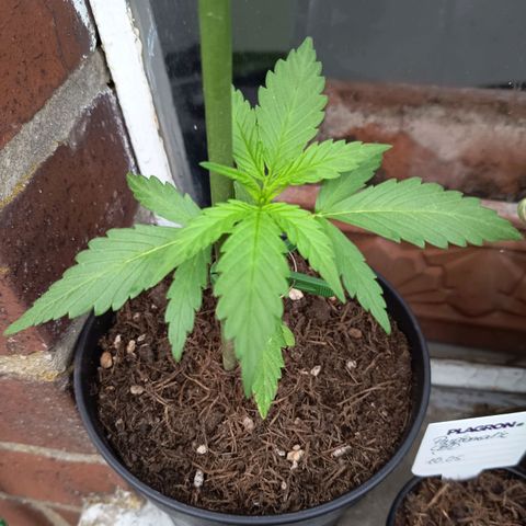 Auto Gorilla Zkittlez growlog timeline photo