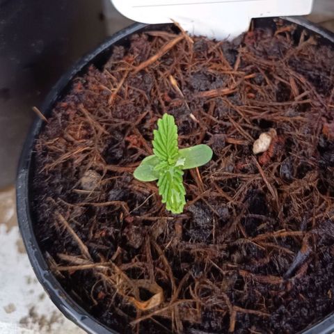 Purplematic CBD growlog timeline photo