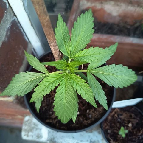 Auto Gorilla Zkittlez growlog timeline photo