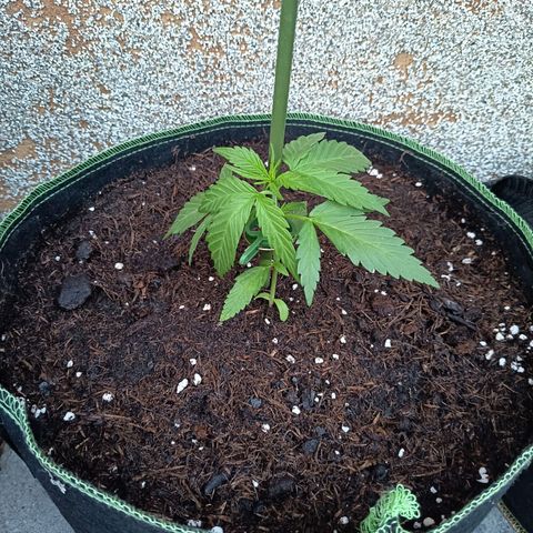 Auto Gorilla Zkittlez growlog timeline photo
