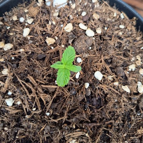 Purplematic CBD growlog timeline photo
