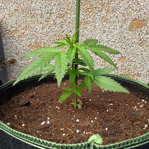 Auto Gorilla Zkittlez growlog timeline photo