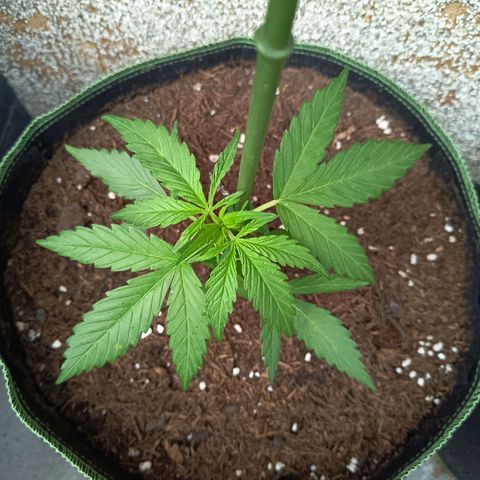Auto Gorilla Zkittlez growlog timeline photo