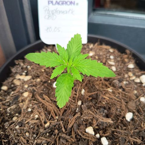 Purplematic CBD growlog timeline photo