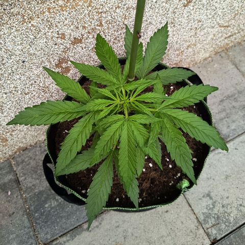 Auto Gorilla Zkittlez growlog timeline photo