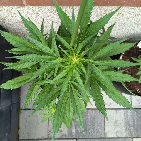 Auto Gorilla Zkittlez growlog timeline photo