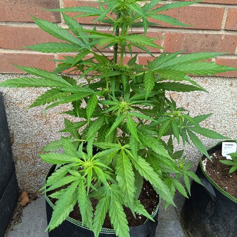 Auto Gorilla Zkittlez growlog timeline photo