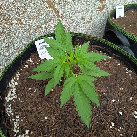 Purplematic CBD growlog timeline photo