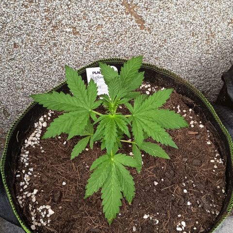 Purplematic CBD growlog timeline photo