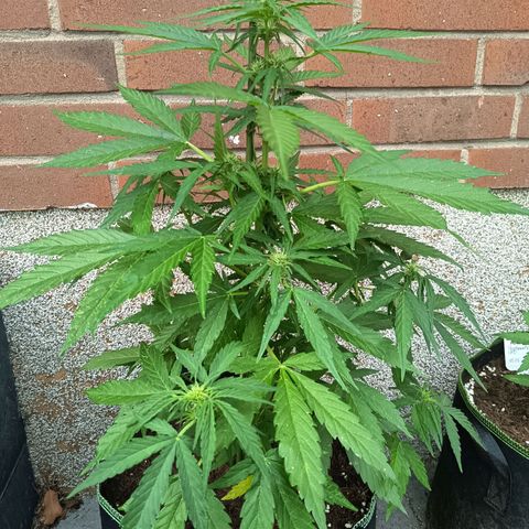 Auto Gorilla Zkittlez growlog timeline photo