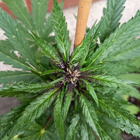 Purplematic CBD growlog timeline photo