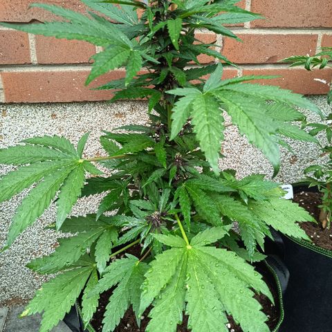 Purplematic CBD growlog timeline photo