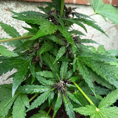 Purplematic CBD growlog timeline photo