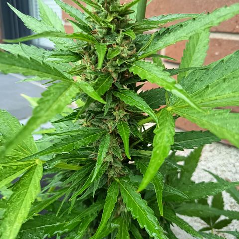 Auto Gorilla Zkittlez growlog timeline photo