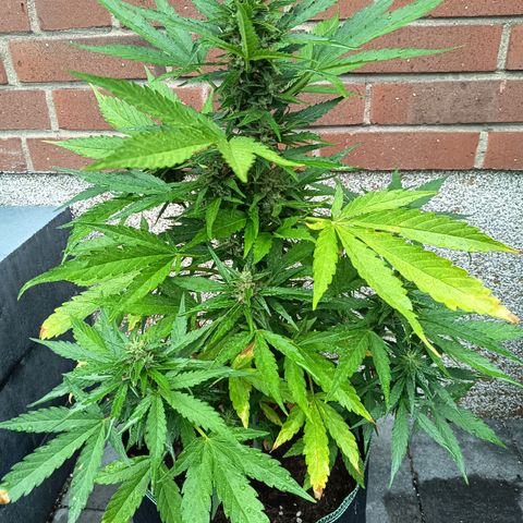 Auto Gorilla Zkittlez growlog timeline photo