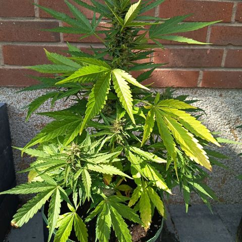Auto Gorilla Zkittlez growlog timeline photo