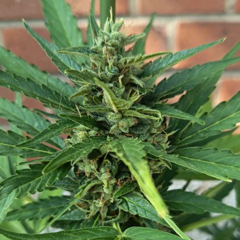 Auto Gorilla Zkittlez growlog timeline photo