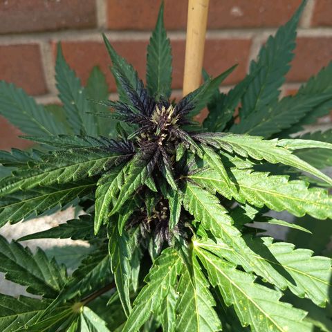 Purplematic CBD growlog timeline photo
