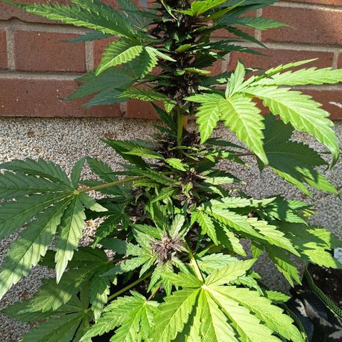 Purplematic CBD growlog timeline photo