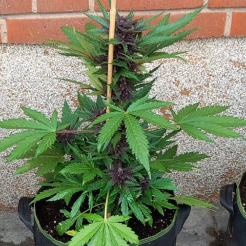 Purplematic CBD growlog timeline photo