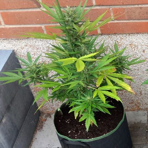 Auto Gorilla Zkittlez growlog timeline photo