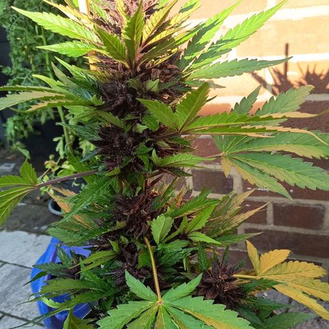 Purplematic CBD growlog timeline photo