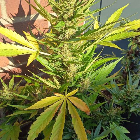 Auto Gorilla Zkittlez growlog timeline photo