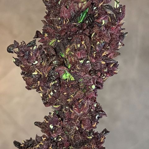 Purplematic CBD growlog timeline photo