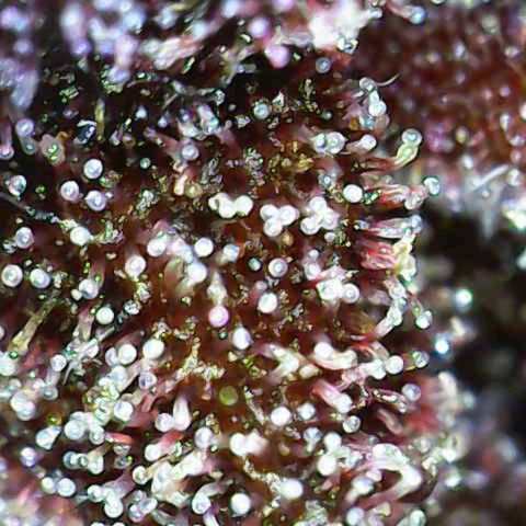 Purplematic CBD growlog timeline photo